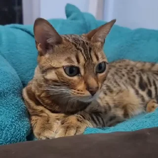 🤩