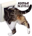 😺