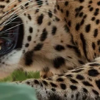 🤩