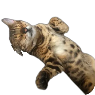 🐱