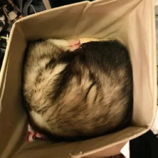 😴