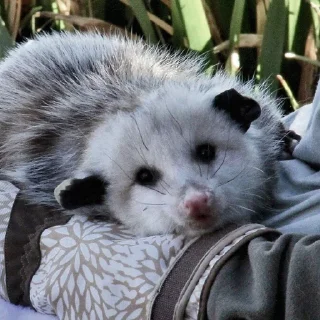 🥺