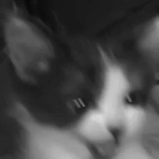 🐈‍⬛️