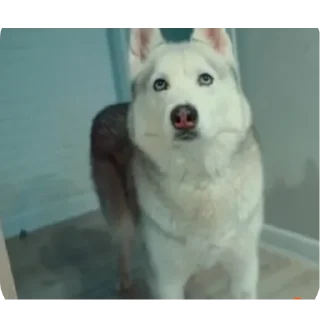 🐶