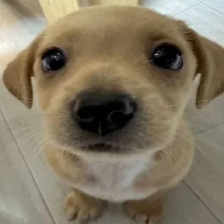 🌟