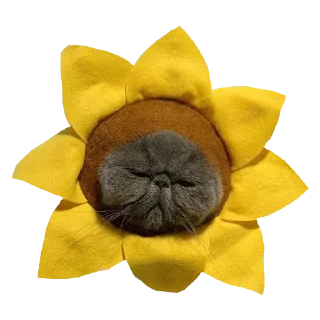 🌻
