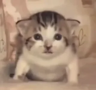 🤍