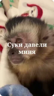 🌟