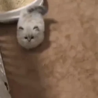🐈
