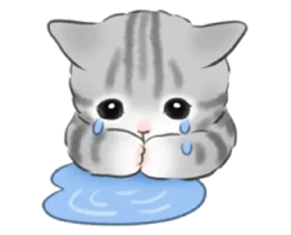 🐱