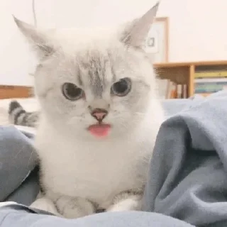 😼