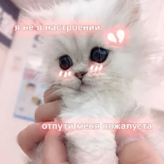 😿