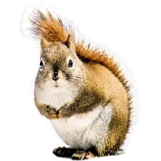 🐿️