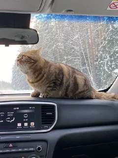 🌟