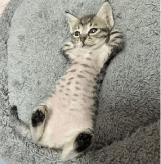 😼