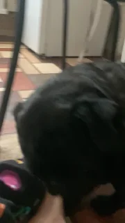 🤩
