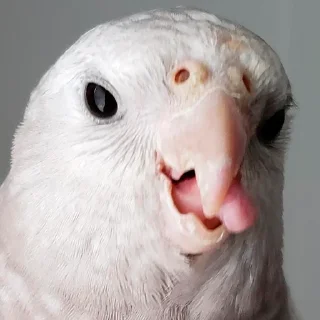 😋