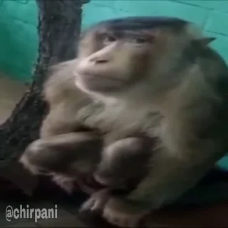 🐵