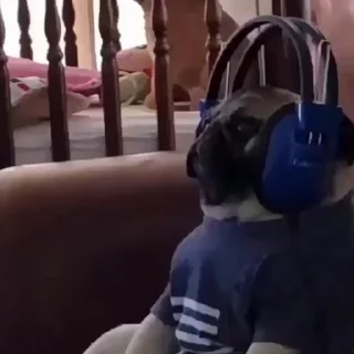 🐶