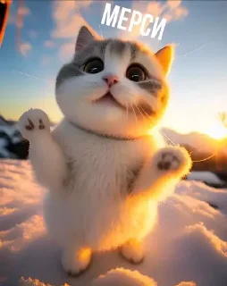 😽