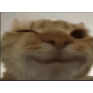 🐱