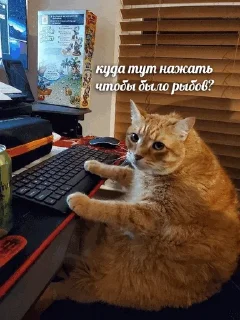 🐟
