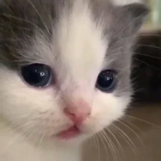 🥺