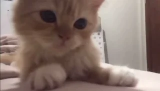 🐈