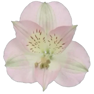 🌸