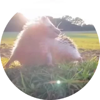 🦔
