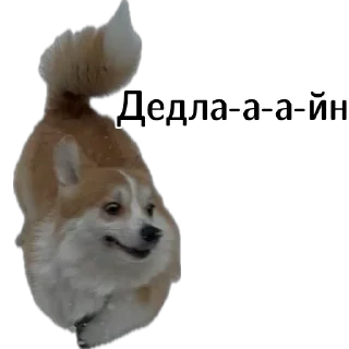 🏃‍♂️‍➡️