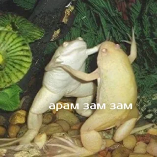 💃