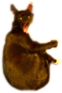 🙀