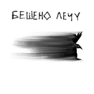 🐦‍⬛