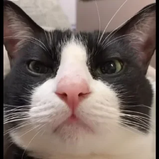 🤩