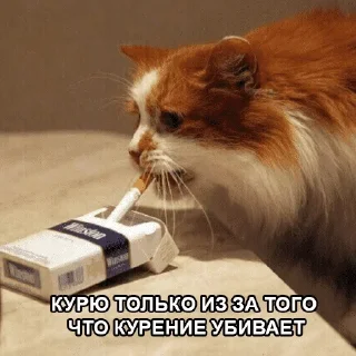 😺