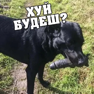 🍆