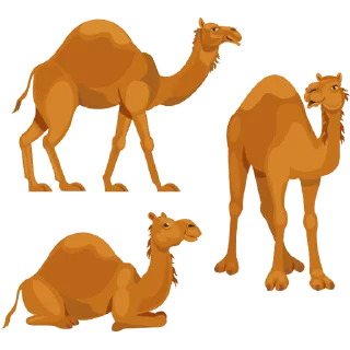 🐫