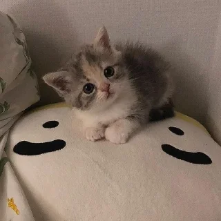🤍