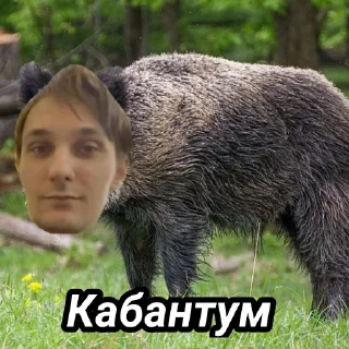 🐗