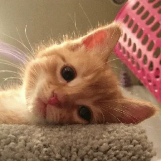 🐈