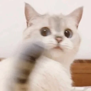 😼