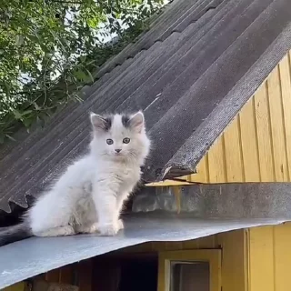 🐾
