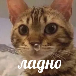 👌