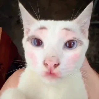 🐈