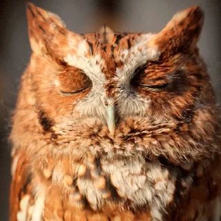 😴