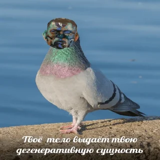 🐦