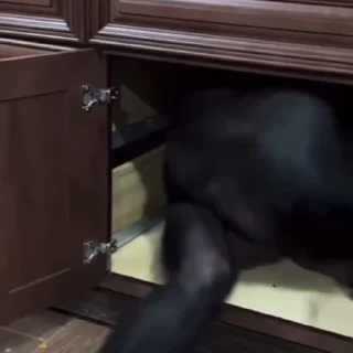 🐵