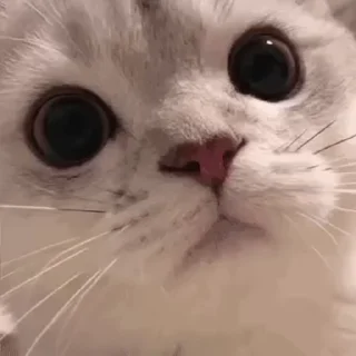 🐱