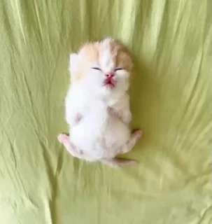 🤩